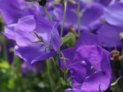 Karpaten Glockenblume Royal Wave' -Günstiges Erd Seele Geschäft karpaten glockenblume royal wave m057989 w 2