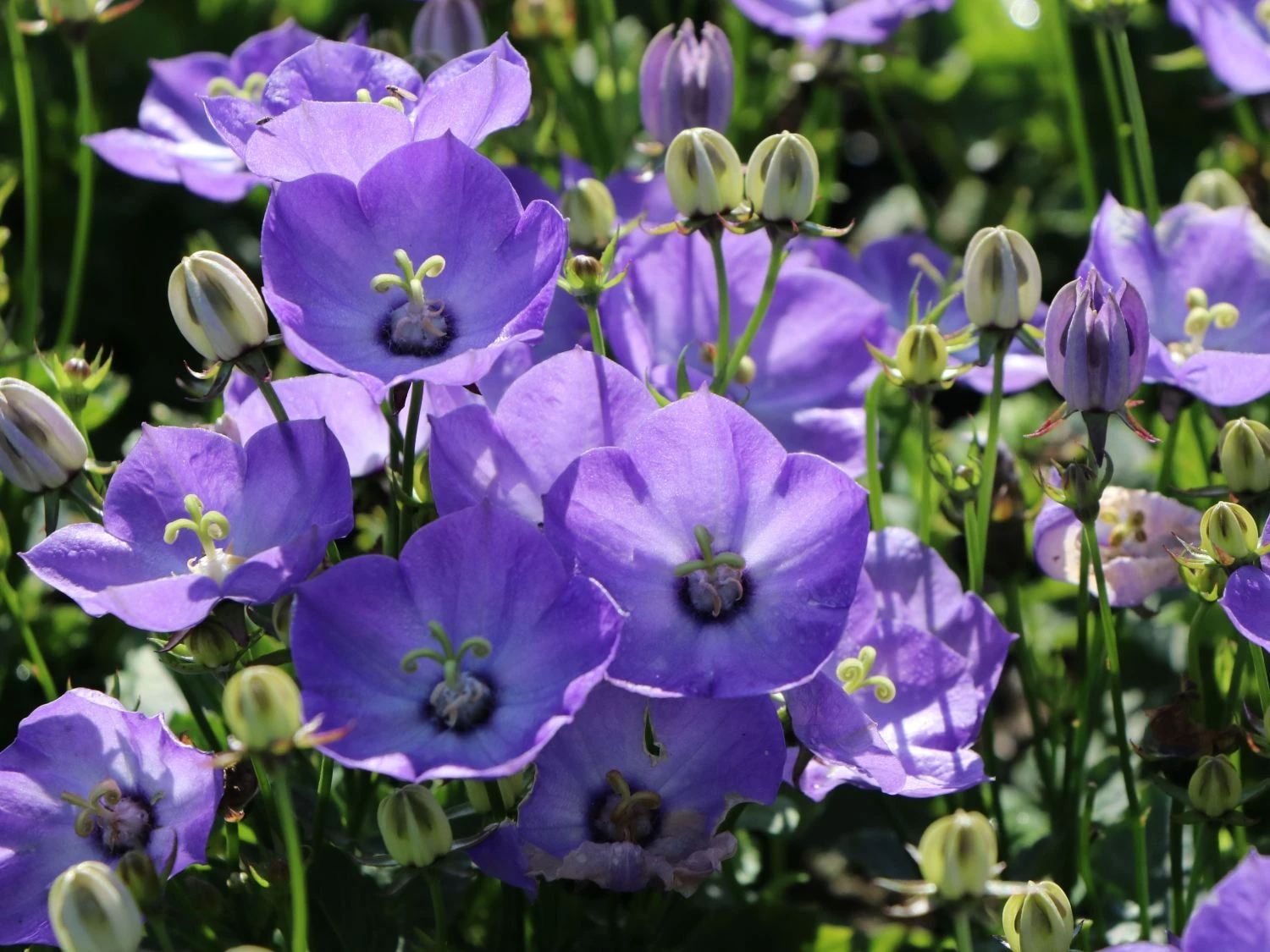 Karpaten Glockenblume 'Samantha' ® 3 Karpaten Glockenblume 'Samantha' ®