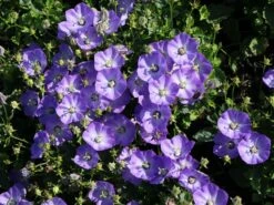 Karpaten Glockenblume 'Samantha' ® 16 Karpaten Glockenblume 'Samantha' ® -Günstiges Erd Seele Geschäft karpaten glockenblume samantha m057985 w 0