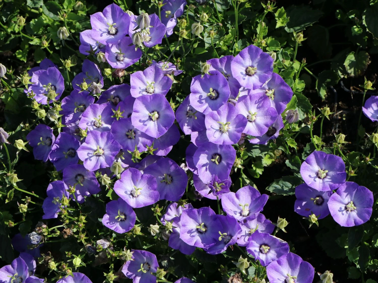 Karpaten Glockenblume 'Samantha' ® 7 Karpaten Glockenblume 'Samantha' ® – Bild 5