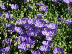 Karpaten Glockenblume 'Samantha' ® 14 Karpaten Glockenblume 'Samantha' ® -Günstiges Erd Seele Geschäft karpaten glockenblume samantha m057985 w 1