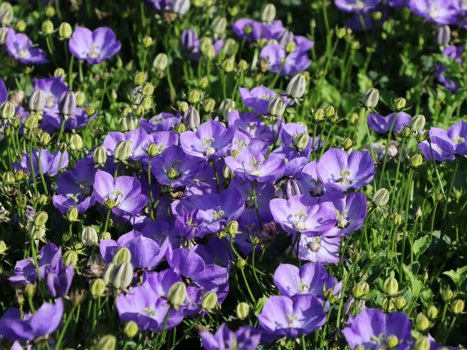 Karpaten Glockenblume 'Samantha' ® 5 Karpaten Glockenblume 'Samantha' ® – Bild 3