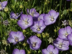 Karpaten Glockenblume 'Samantha' ® 20 Karpaten Glockenblume 'Samantha' ® -Günstiges Erd Seele Geschäft karpaten glockenblume samantha m057985 w 2