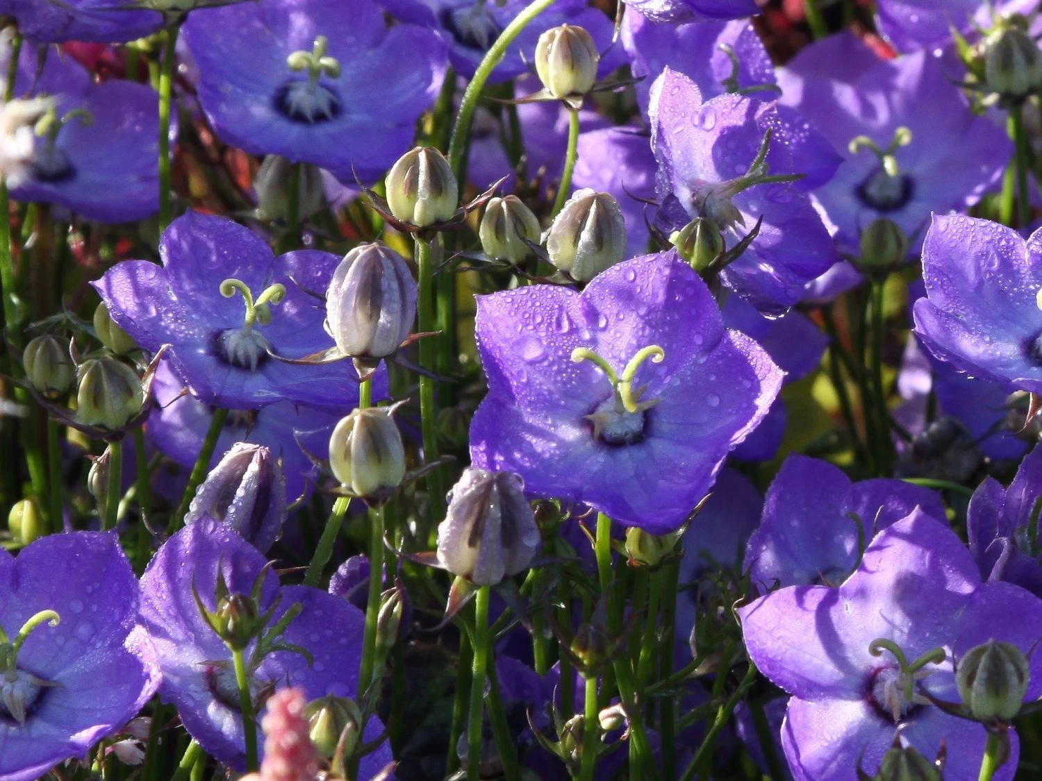 Karpaten Glockenblume 'Samantha' ® 10 Karpaten Glockenblume 'Samantha' ® – Bild 8