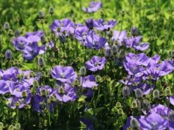 Karpaten Glockenblume 'Samantha' ® 15 Karpaten Glockenblume 'Samantha' ® -Günstiges Erd Seele Geschäft karpaten glockenblume samantha m057985 w 4