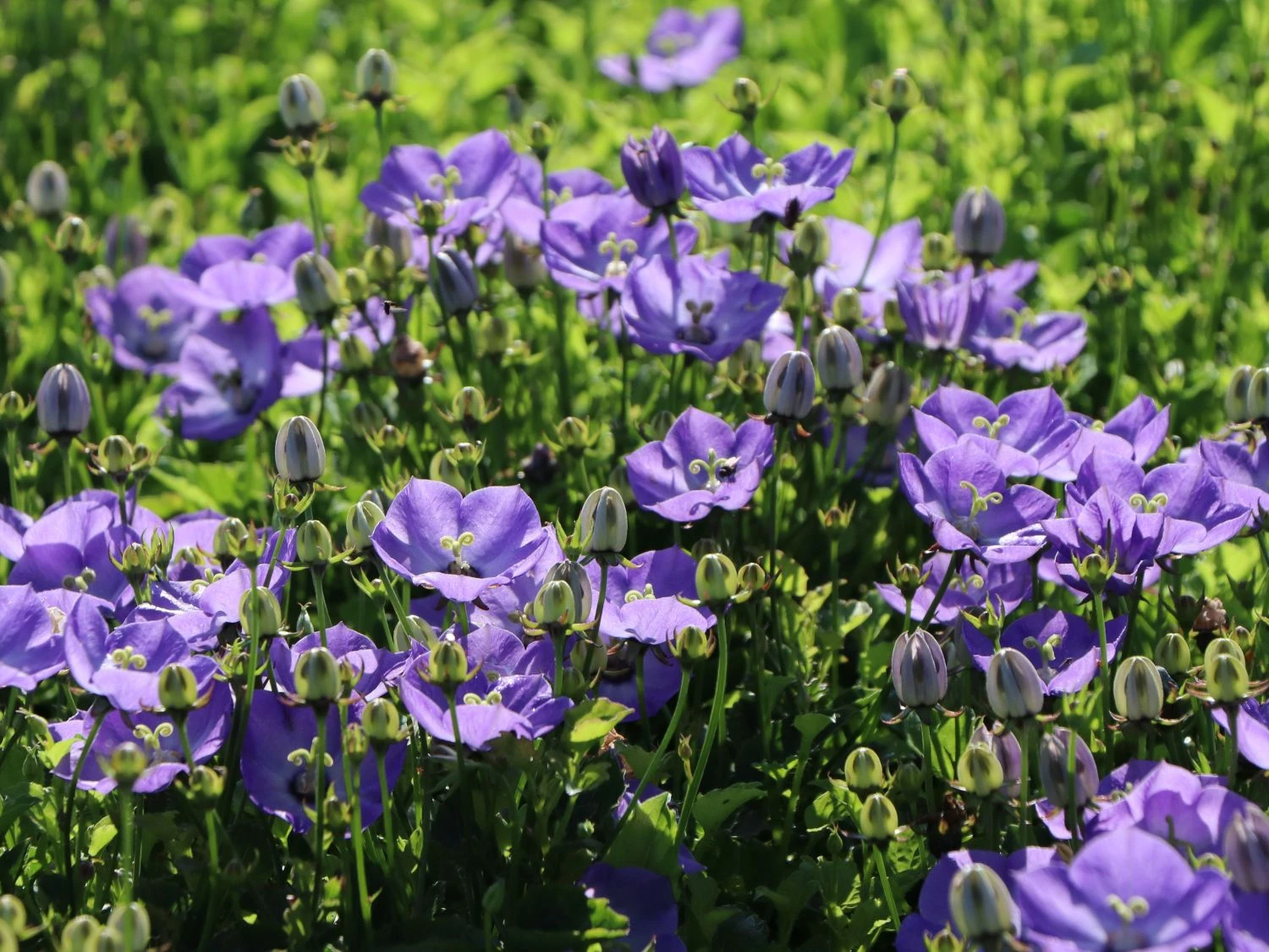 Karpaten Glockenblume 'Samantha' ® 6 Karpaten Glockenblume 'Samantha' ® – Bild 4