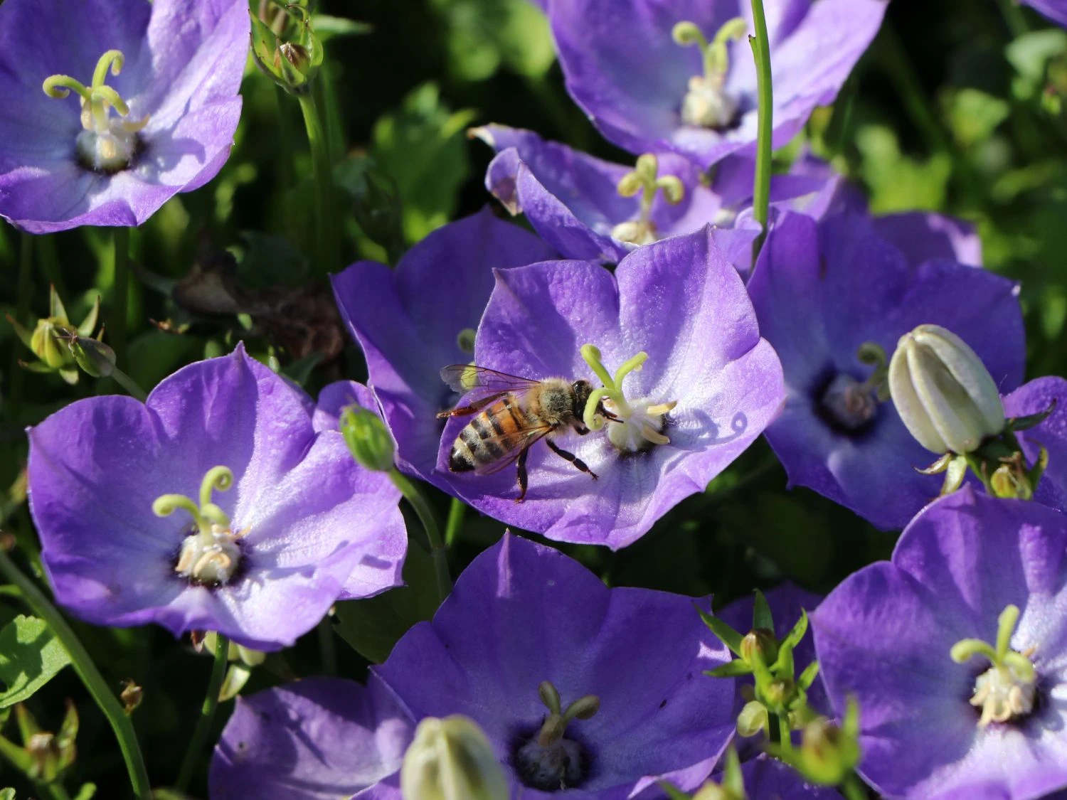 Karpaten Glockenblume 'Samantha' ® 8 Karpaten Glockenblume 'Samantha' ® – Bild 6