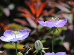 Karpaten Glockenblume 'Samantha' ® 18 Karpaten Glockenblume 'Samantha' ® -Günstiges Erd Seele Geschäft karpaten glockenblume samantha m057985 w 6