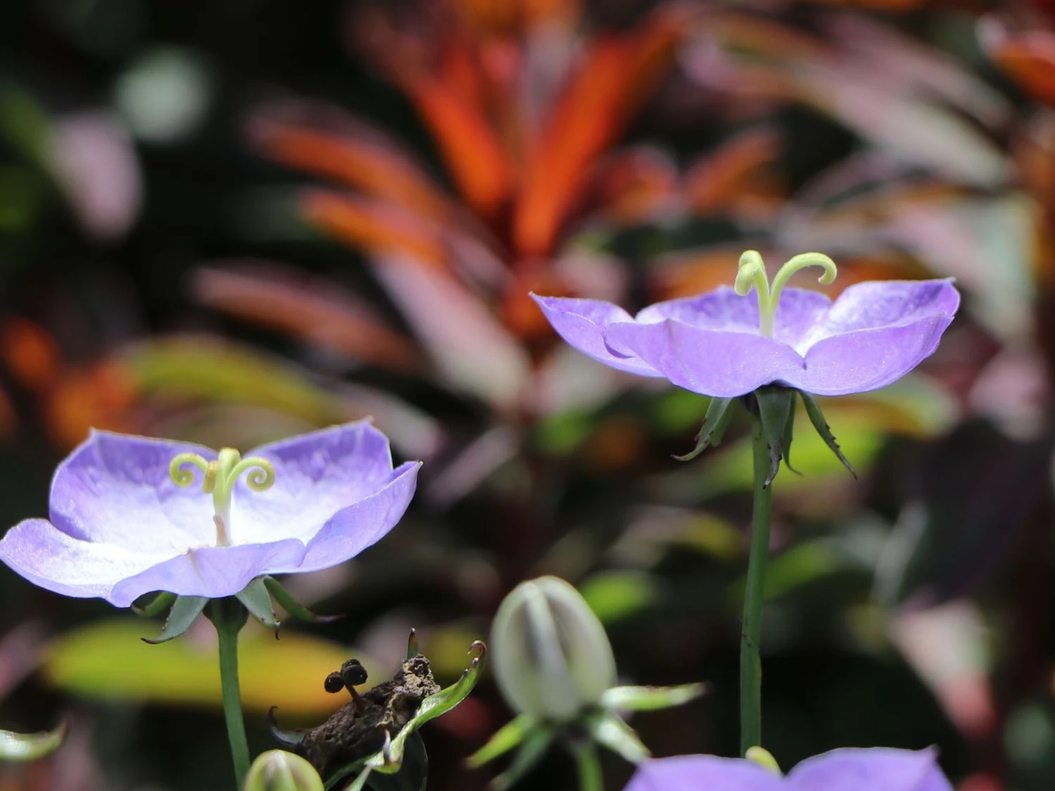 Karpaten Glockenblume 'Samantha' ® 9 Karpaten Glockenblume 'Samantha' ® – Bild 7