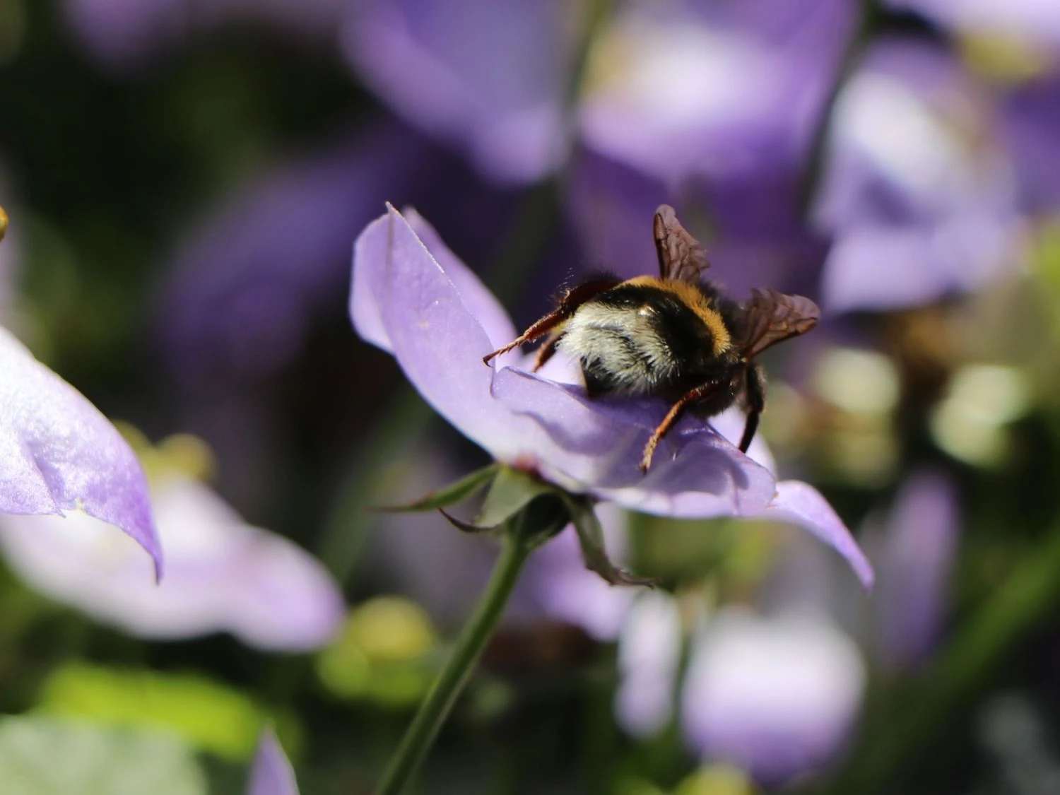 Karpaten Glockenblume 'Samantha' ® 4 Karpaten Glockenblume 'Samantha' ® – Bild 2