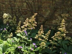 Kastanienblättriges Schaublatt -Günstiges Erd Seele Geschäft kastanienblaettriges schaublatt m045066 w 2