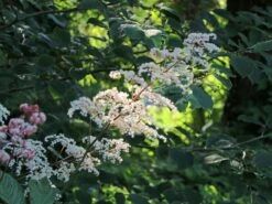 Kastanienblättriges Schaublatt -Günstiges Erd Seele Geschäft kastanienblaettriges schaublatt m045066 w 3