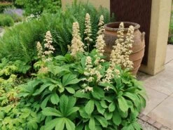 Kastanienblättriges Schaublatt -Günstiges Erd Seele Geschäft kastanienblaettriges schaublatt m045066 w 4