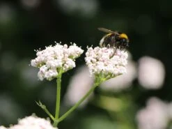 Kastanienblättriges Schaublatt -Günstiges Erd Seele Geschäft kastanienblaettriges schaublatt m045066 w 5