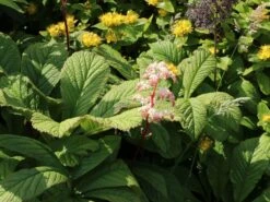 Kastanienblättriges Schaublatt -Günstiges Erd Seele Geschäft kastanienblaettriges schaublatt m045066 w 6