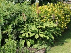 Kastanienblättriges Schaublatt -Günstiges Erd Seele Geschäft kastanienblaettriges schaublatt m045066 w 7