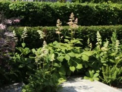 Kastanienblättriges Schaublatt -Günstiges Erd Seele Geschäft kastanienblaettriges schaublatt m045066 w 8