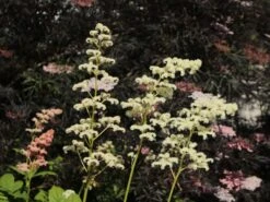 Kastanienblättriges Schaublatt -Günstiges Erd Seele Geschäft kastanienblaettriges schaublatt m045066 w 9