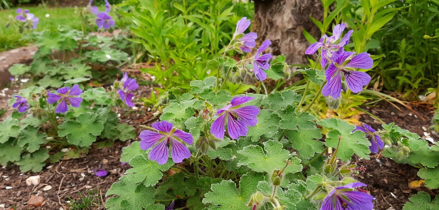 Kaukasus Storchschnabel 'Philippe Vapelle' 10 Kaukasus Storchschnabel 'Philippe Vapelle' – Bild 8