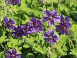 Kaukasus Storchschnabel 'Philippe Vapelle'