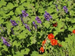 Kaukasus Storchschnabel 'Philippe Vapelle' 16 Kaukasus Storchschnabel 'Philippe Vapelle' -Günstiges Erd Seele Geschäft kaukasus storchschnabel philippe vapelle m011259 w 0