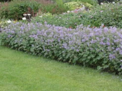 Kaukasus Storchschnabel 'Philippe Vapelle' 14 Kaukasus Storchschnabel 'Philippe Vapelle' -Günstiges Erd Seele Geschäft kaukasus storchschnabel philippe vapelle m011259 w 1