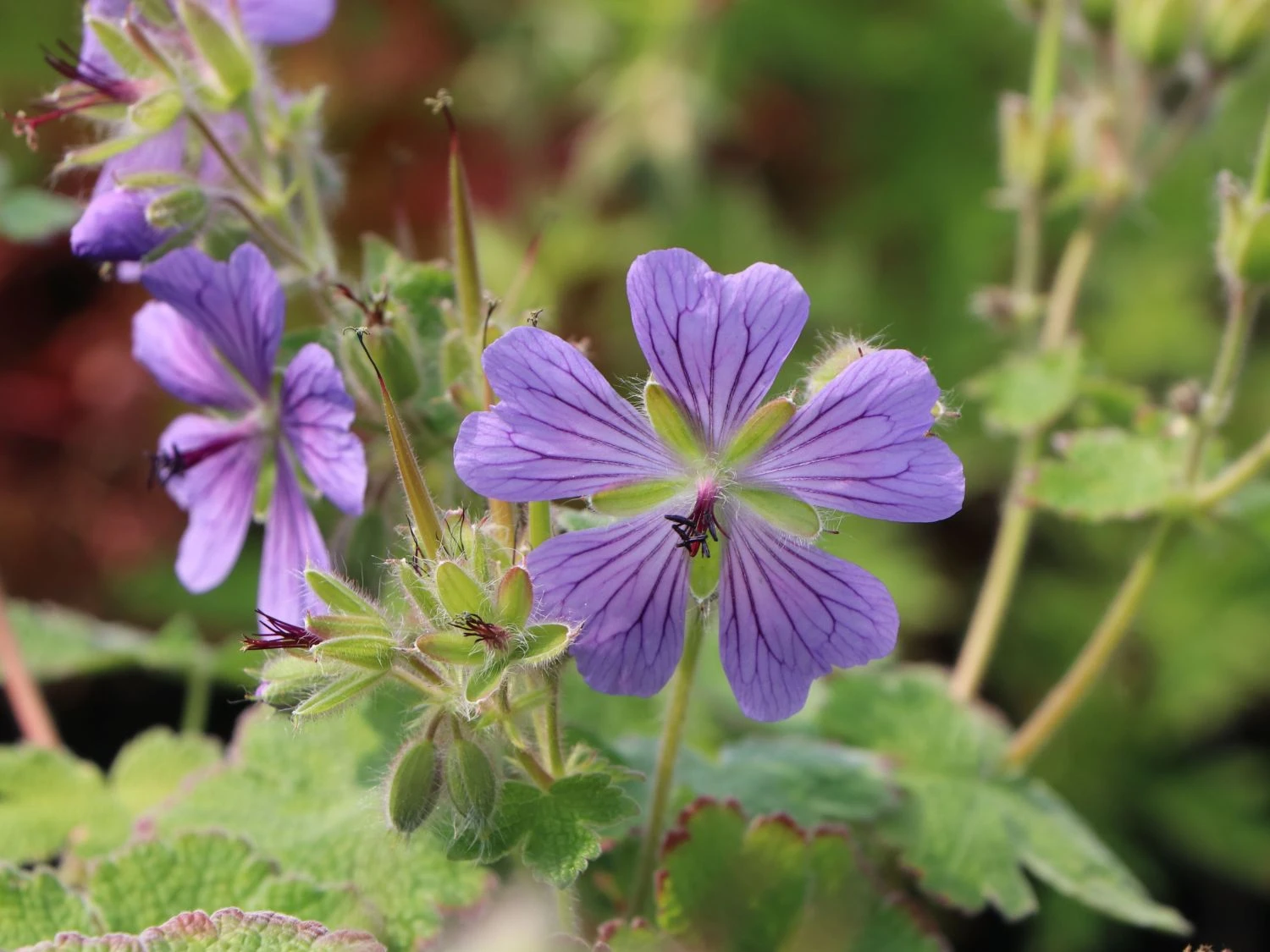 Kaukasus Storchschnabel 'Philippe Vapelle' 6 Kaukasus Storchschnabel 'Philippe Vapelle' – Bild 4