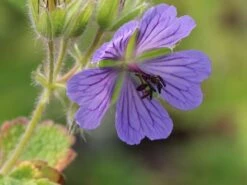 Kaukasus Storchschnabel 'Philippe Vapelle' 15 Kaukasus Storchschnabel 'Philippe Vapelle' -Günstiges Erd Seele Geschäft kaukasus storchschnabel philippe vapelle m011259 w 3