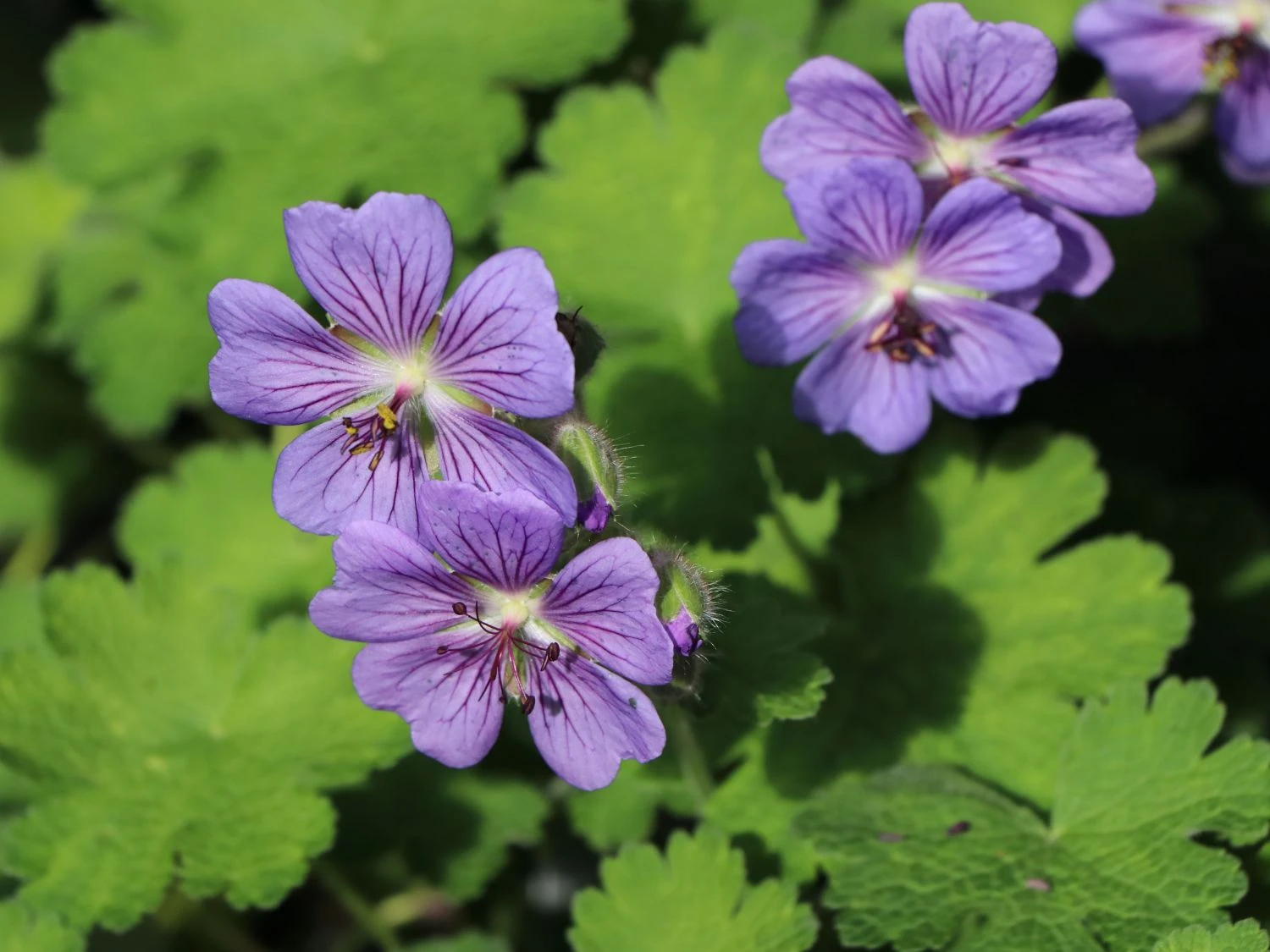 Kaukasus Storchschnabel 'Philippe Vapelle' 5 Kaukasus Storchschnabel 'Philippe Vapelle' – Bild 3