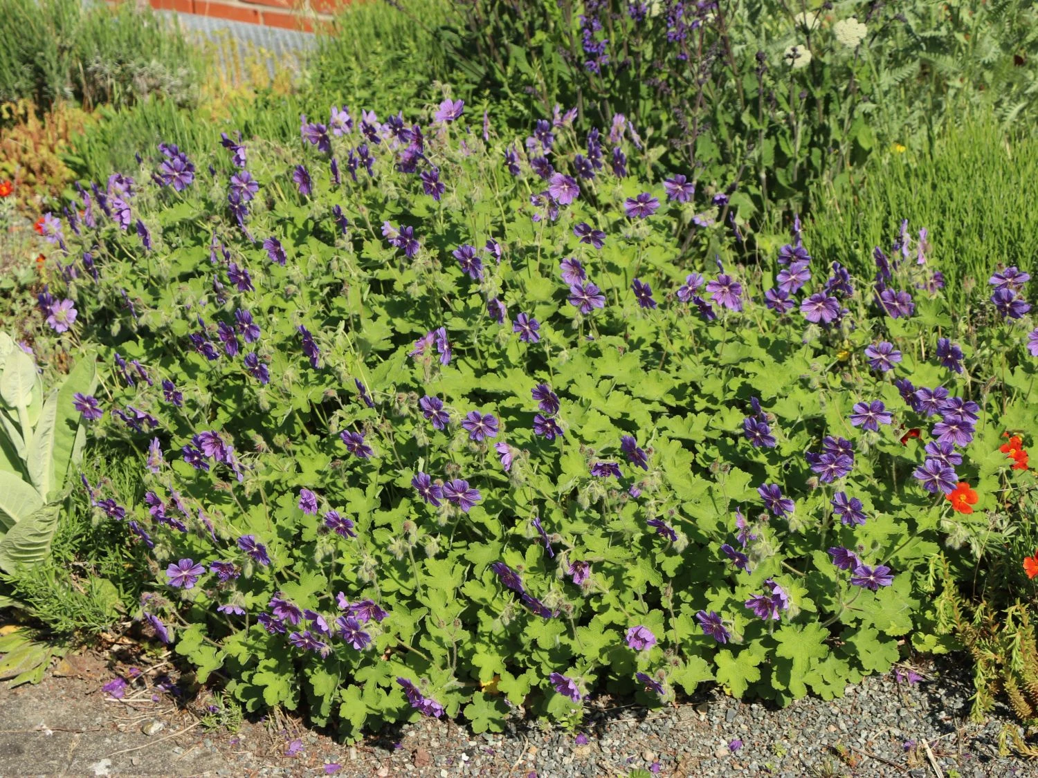 Kaukasus Storchschnabel 'Philippe Vapelle' 4 Kaukasus Storchschnabel 'Philippe Vapelle' – Bild 2