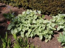 Kaukasus-Vergissmeinnicht 'Alexander's Great' -Günstiges Erd Seele Geschäft kaukasus vergissmeinnicht alexanders great m102787 w 0