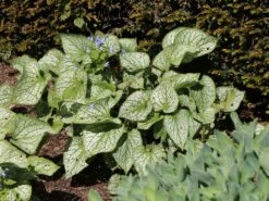 Kaukasus-Vergissmeinnicht 'Alexander's Great' -Günstiges Erd Seele Geschäft kaukasus vergissmeinnicht alexanders great m102787 w 1