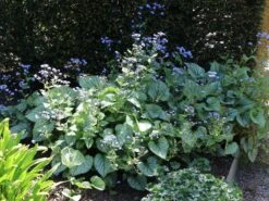 Kaukasus-Vergissmeinnicht 'Alexander's Great' -Günstiges Erd Seele Geschäft kaukasus vergissmeinnicht alexanders great m102787 w 2