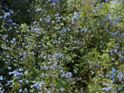 Kaukasus-Vergissmeinnicht 'Alexander's Great' -Günstiges Erd Seele Geschäft kaukasus vergissmeinnicht alexanders great m102787 w 3