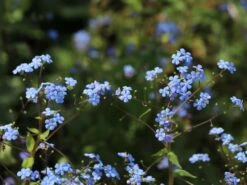 Kaukasus-Vergissmeinnicht 'Alexander's Great' -Günstiges Erd Seele Geschäft kaukasus vergissmeinnicht alexanders great m102787 w 4