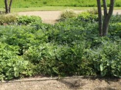 Kaukasus-Vergissmeinnicht 'Alexander's Great' -Günstiges Erd Seele Geschäft kaukasus vergissmeinnicht alexanders great m102787 w 5