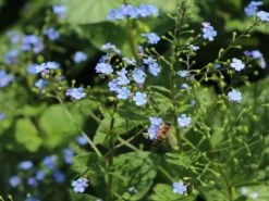 Kaukasus-Vergissmeinnicht 'Alexander's Great' -Günstiges Erd Seele Geschäft kaukasus vergissmeinnicht alexanders great m102787 w 7