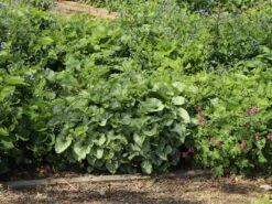 Kaukasus-Vergissmeinnicht 'Alexander's Great' -Günstiges Erd Seele Geschäft kaukasus vergissmeinnicht alexanders great m102787 w 8