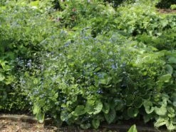 Kaukasus-Vergissmeinnicht 'Alexander's Great' -Günstiges Erd Seele Geschäft kaukasus vergissmeinnicht alexanders great m102787 w 9