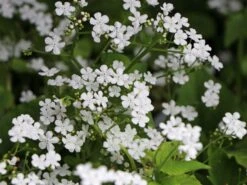 Kaukasus-Vergissmeinnicht 'Betty Bowring' -Günstiges Erd Seele Geschäft kaukasus vergissmeinnicht betty bowring m044645 w 1