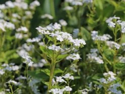 Kaukasus-Vergissmeinnicht 'Betty Bowring' -Günstiges Erd Seele Geschäft kaukasus vergissmeinnicht betty bowring m044645 w 2