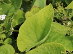 Kaukasus-Vergissmeinnicht 'Betty Bowring' -Günstiges Erd Seele Geschäft kaukasus vergissmeinnicht betty bowring m044645 w 3