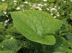 Kaukasus-Vergissmeinnicht 'Betty Bowring' -Günstiges Erd Seele Geschäft kaukasus vergissmeinnicht betty bowring m044645 w 4