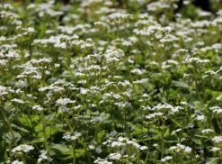 Kaukasus-Vergissmeinnicht 'Betty Bowring' -Günstiges Erd Seele Geschäft kaukasus vergissmeinnicht betty bowring m044645 w 5