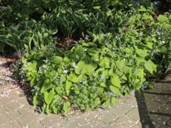 Kaukasus-Vergissmeinnicht 'Betty Bowring' -Günstiges Erd Seele Geschäft kaukasus vergissmeinnicht betty bowring m044645 w 7