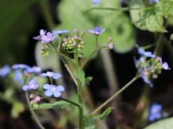 Kaukasus-Vergissmeinnicht 'Looking Glass' -Günstiges Erd Seele Geschäft kaukasus vergissmeinnicht looking glass m077202 w 0 1