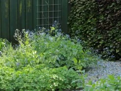 Kaukasus-Vergissmeinnicht 'Looking Glass' -Günstiges Erd Seele Geschäft kaukasus vergissmeinnicht looking glass m077202 w 1 1