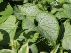 Kaukasus-Vergissmeinnicht 'Looking Glass' -Günstiges Erd Seele Geschäft kaukasus vergissmeinnicht looking glass m077202 w 2 1