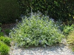 Kaukasus-Vergissmeinnicht 'Looking Glass' -Günstiges Erd Seele Geschäft kaukasus vergissmeinnicht looking glass m077202 w 2