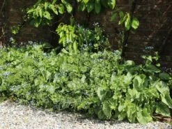 Kaukasus-Vergissmeinnicht 'Looking Glass' -Günstiges Erd Seele Geschäft kaukasus vergissmeinnicht looking glass m077202 w 3 1